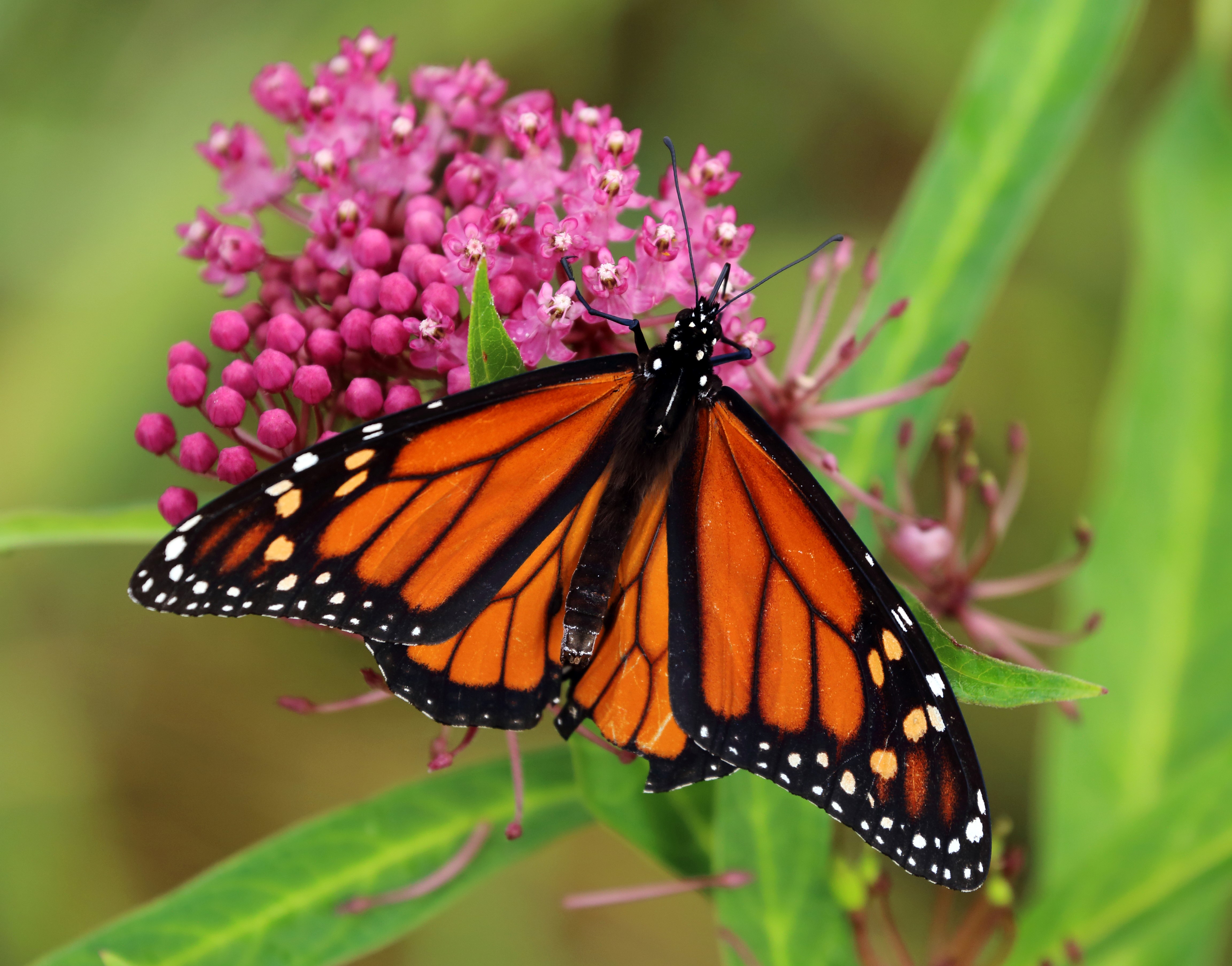 Image for Helping the Monarch Butterfly through Science – Ayudando a la mariposa monarca a través de la ciencia