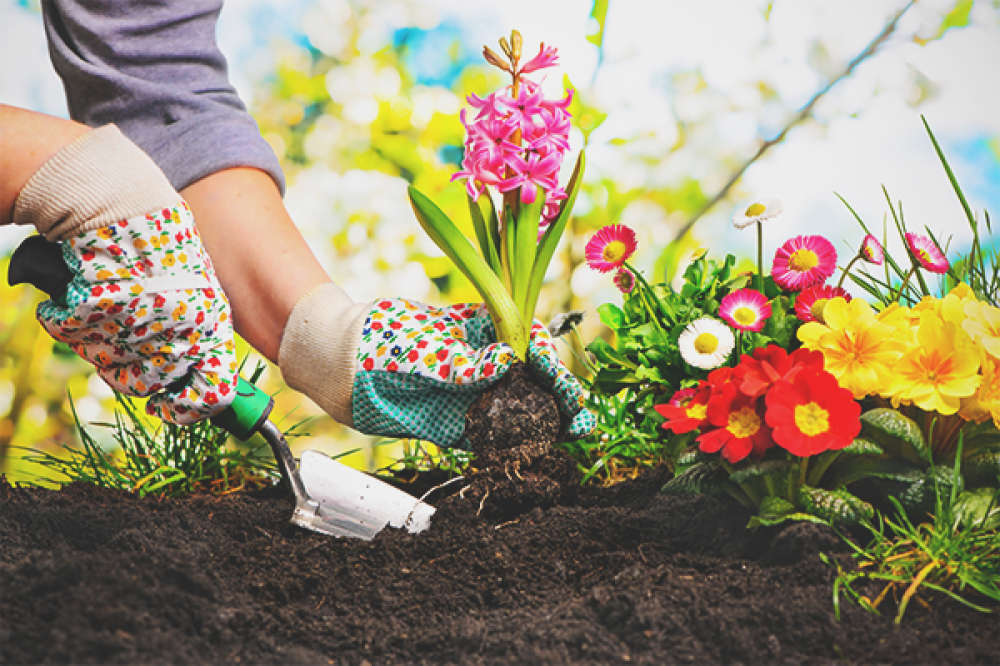 Image for Family Gardening Night!