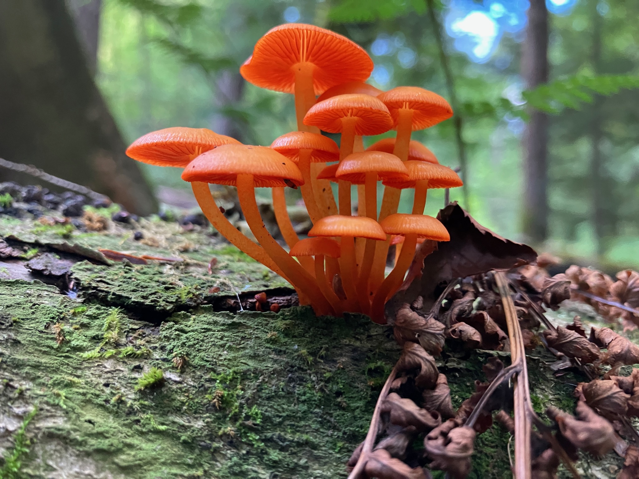 Image for Beginner’s Mushroom Hike