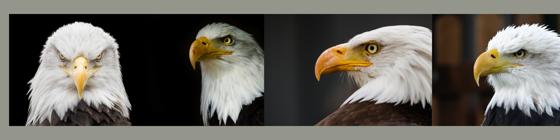 Image for Flights of Fancy: An Evening With the US Steel Bald Eagles