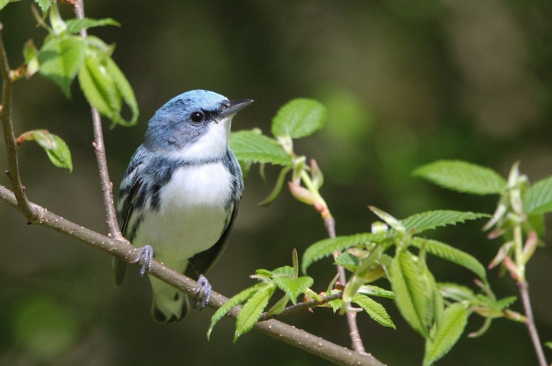 Image for Contribute to Bird Science – PA Bird Atlas Walk