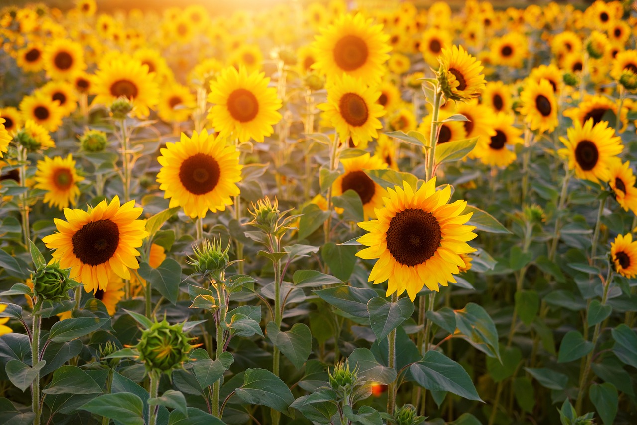 Image for Sunshine & Sunflowers: Planting and Learning with Union City High School’s Agriculture Program