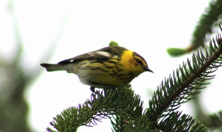 Image for Spring Migration Bird Walk